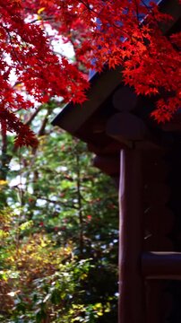 Vibrant Red Maple Leaves in Autumn Forest in Japan