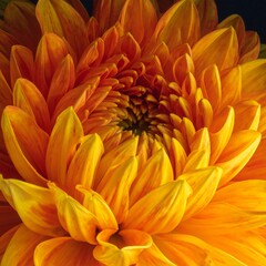 A close-up of a vibrant orange flower with layered petals