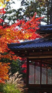 Peaceful Japanese temple scene with nature in Kyoto