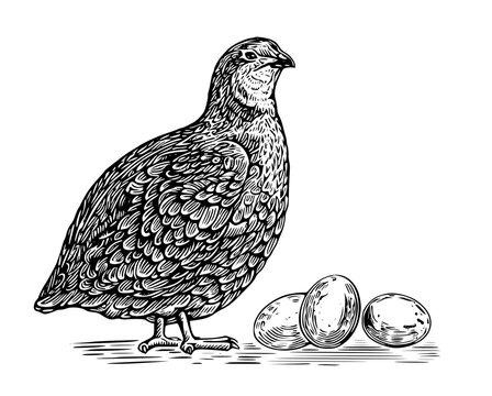 Detailed illustration of quail standing next to eggs