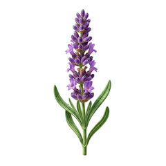 Fototapeta premium Lavender flower stem with leaves
