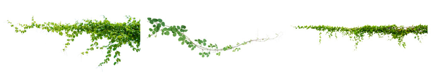 lush green climbing vines and foliage, captured as isolated elements on a pure transparent background, perfect for natural overlays and design projects. © Gogu