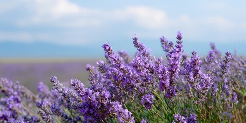 Obraz premium Purple lavender blooms sway gently in field