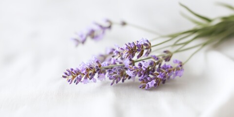 Fototapeta premium Delicate purple lavender blooms rest on soft white fabric