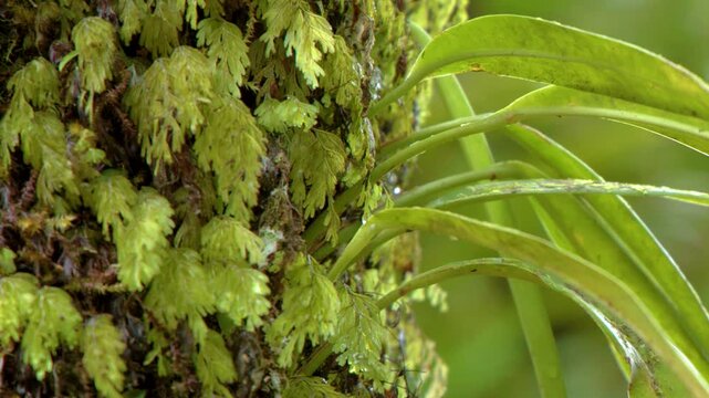 Close Up of Epiphyte Ferns and Moss Growing on Tree Trunk