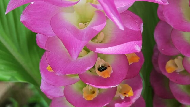Pink siam tulip flowers in nature. Blue banded bee.