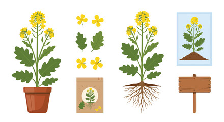 Detailed botanical illustration set of a yellow flowering plant showing different stages including seeds, roots, leaves, and full bloom.