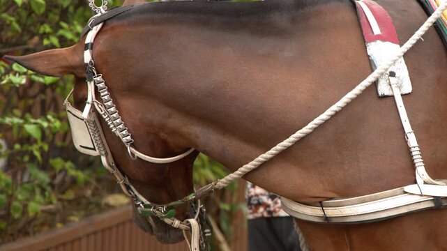 Close Up of a Brown Horse Wearing Traditional Kalesa Harness in Manila