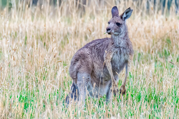 Female Eastern Grey Kangaroo Among the Summer Grasses