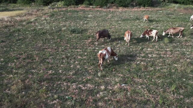 Aerial view of cows grazing in a field
