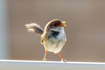 Female Superb Fairy-wren perched on the fence
