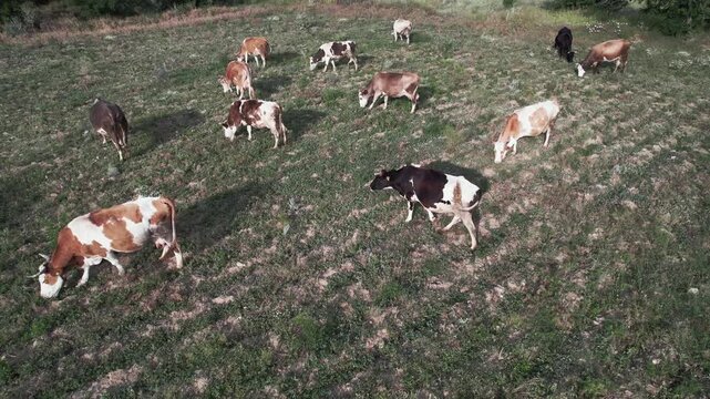 Cows in the pasture. Aerial view of herd of caws grazing grass at the meadow