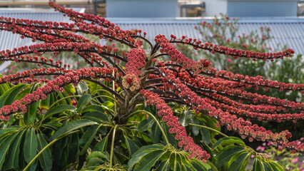 An exotic tropical plant schefflera actinophylla, Queensland umbrella tree. There are clusters of red fruits on the whip-like stems. Lush green leaves. Cuba. Varadero. 

 