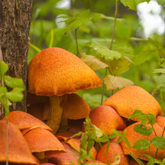 A family of inedible orange mushrooms
