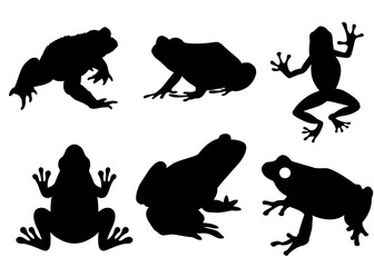 Naklejka premium silhouette of frog