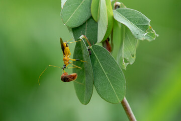 Insect eating in wildlife © abdul gapur dayak