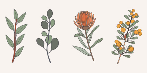 Botanical illustration featuring various australian native floral arrangements © Sabuj