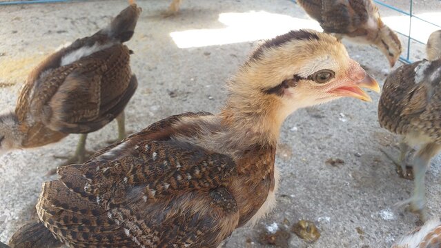 Week old chiks