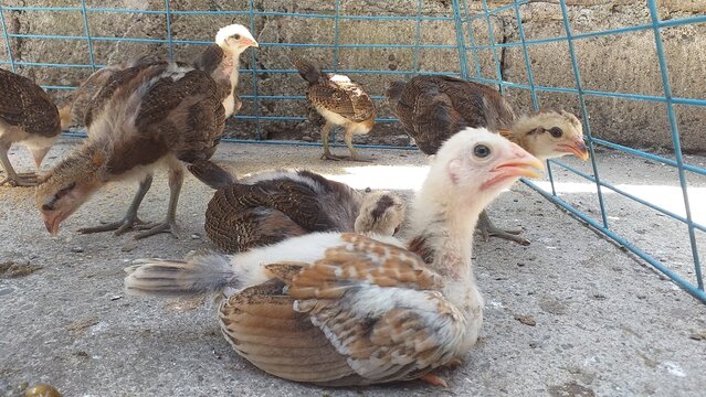 Weeks old chiks