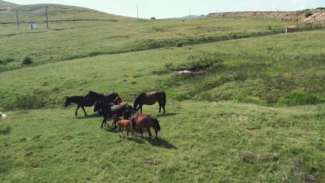 A herd of wild pinto colored horses of a pasture of wilderness area, aerial shot slow motion
