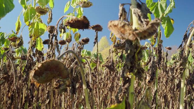 video of sunflowers in late fall under harsh weather, showing natural decline and the final stage before winter.