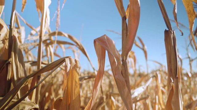 Video of cornfield in late season, dry stalks swaying under vibrant clear sky, emphasizing agricultural productivity.