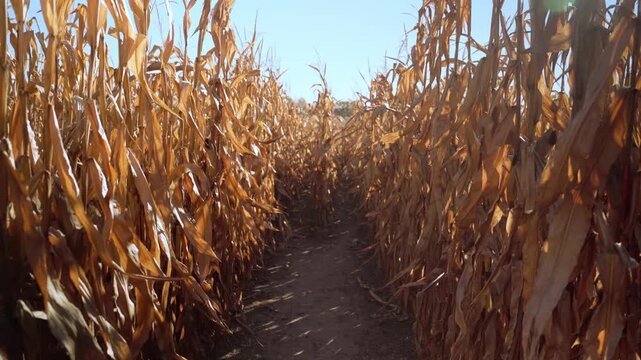 Video of rural farmland with mature corn rows, golden dried stalks, and bright blue skies signaling the peak of harvest season.