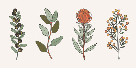Botanical illustration featuring protea eucalyptus and other flowering branches © Mamata