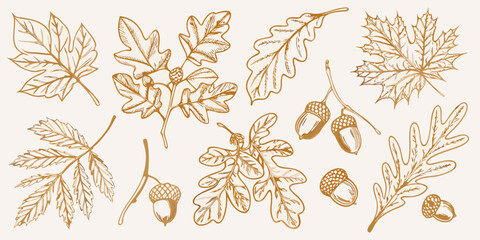 Vintage botanical illustration of various autumn leaves and acorns © Mamata