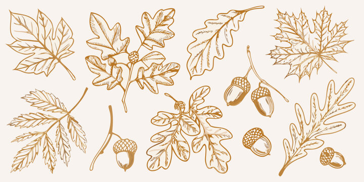 Vintage botanical illustration of various autumn leaves and acorns