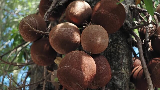Sal tree flowers and fruits are revered according to Buddhist beliefs.