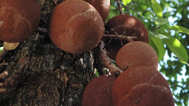 Sal tree flowers and fruits are revered according to Buddhist beliefs.