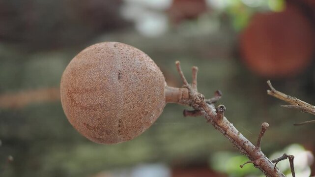 Sal tree flowers and fruits are revered according to Buddhist beliefs.