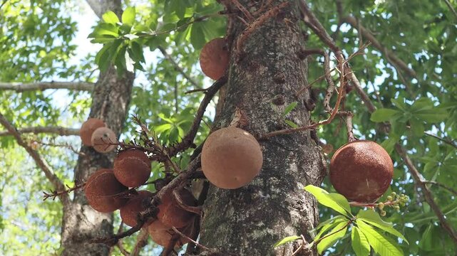 Sal tree flowers and fruits are revered according to Buddhist beliefs.