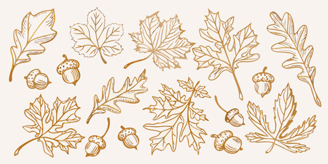 Vintage botanical illustration of various autumn leaves and acorns © Poly