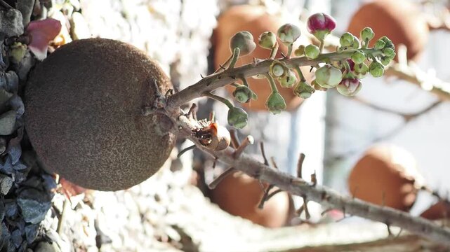 Sal tree flowers and fruits are revered according to Buddhist beliefs.