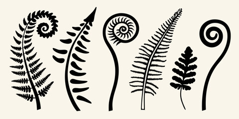 Stylized illustration of various fern fronds and coiled fiddleheads © Poly