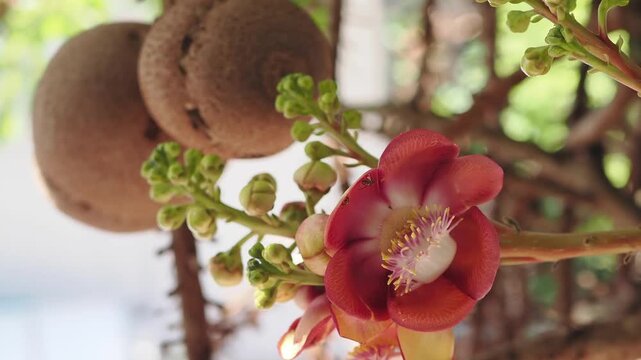Sal tree flowers and fruits are revered according to Buddhist beliefs.