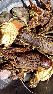 Vertical. Freshly caught live Cape Rock lobster and giant periwinkle