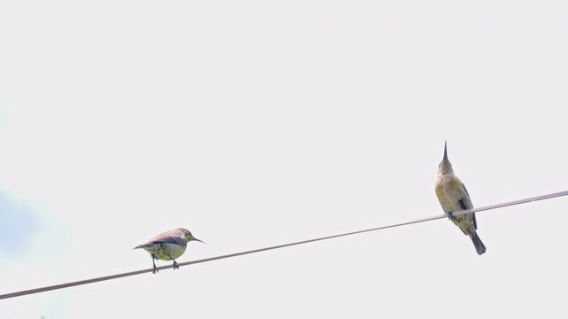 Pair of female malachite sunbirds perched on electrical wire basking in sun