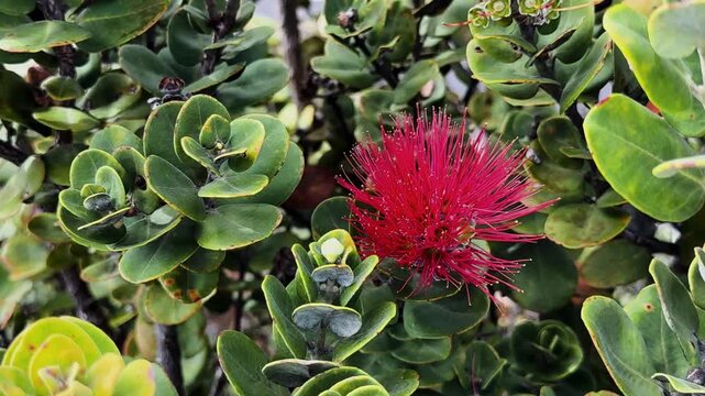 Static 4K close up of red ohia lehua bloom among thick green leaves, endemic Hawaiian plant adapted to volcanic landscapes.