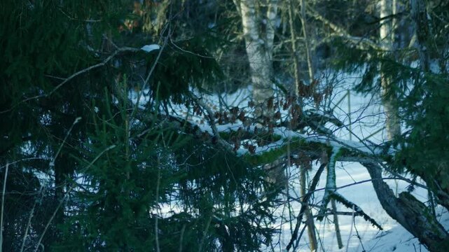Woods in winter with snow.