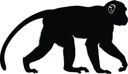 Black silhouette of a long-tailed monkey walking on all fours isolated on white background for wildlife nature and animal conservation designs © Rubina