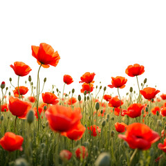 Fototapeta premium Red poppy field with bright sunlight