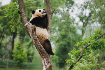 Naklejka premium Giant pandas sleeping in the zoo