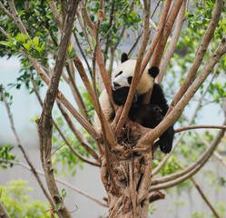 Obraz premium Giant pandas sleeping in the zoo