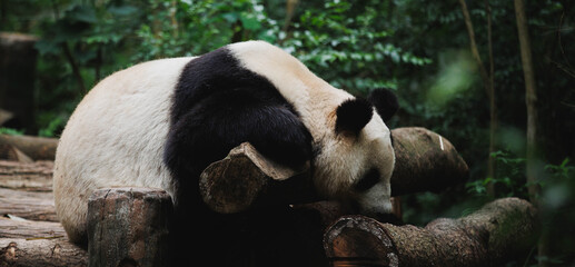 Giant panda sleeping  in the zoo © lzf