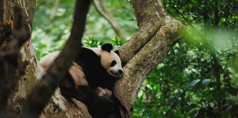 Giant panda sleeping  in the zoo © lzf