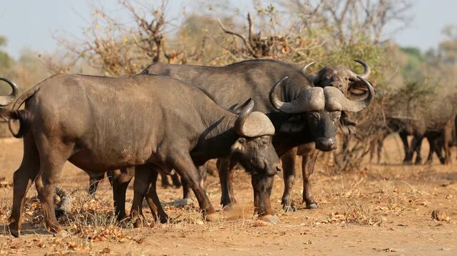 African buffaloes (Syncerus caffer) standing in natural habitat, Kruger National Park, South Africa