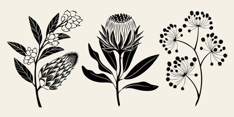Elegant botanical illustration featuring various australian native wildflowers © Topoti